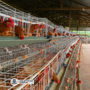 Case of Chicken Elevation