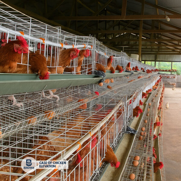 Case of Chicken Elevation
